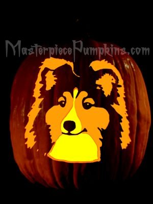 sheltie pumpkin